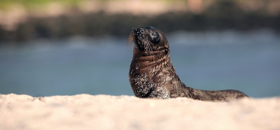 Galapagos Seal Pup